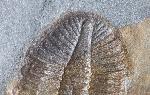 Ogyginus corndensis (MURCHISON 1839) - Bild © FossNet FossilienStore